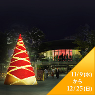 11/9(��) ���� 12/25(��)